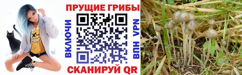 Псилоцибиновые грибы Cubensis  цены наркотик  Новая Ладога 